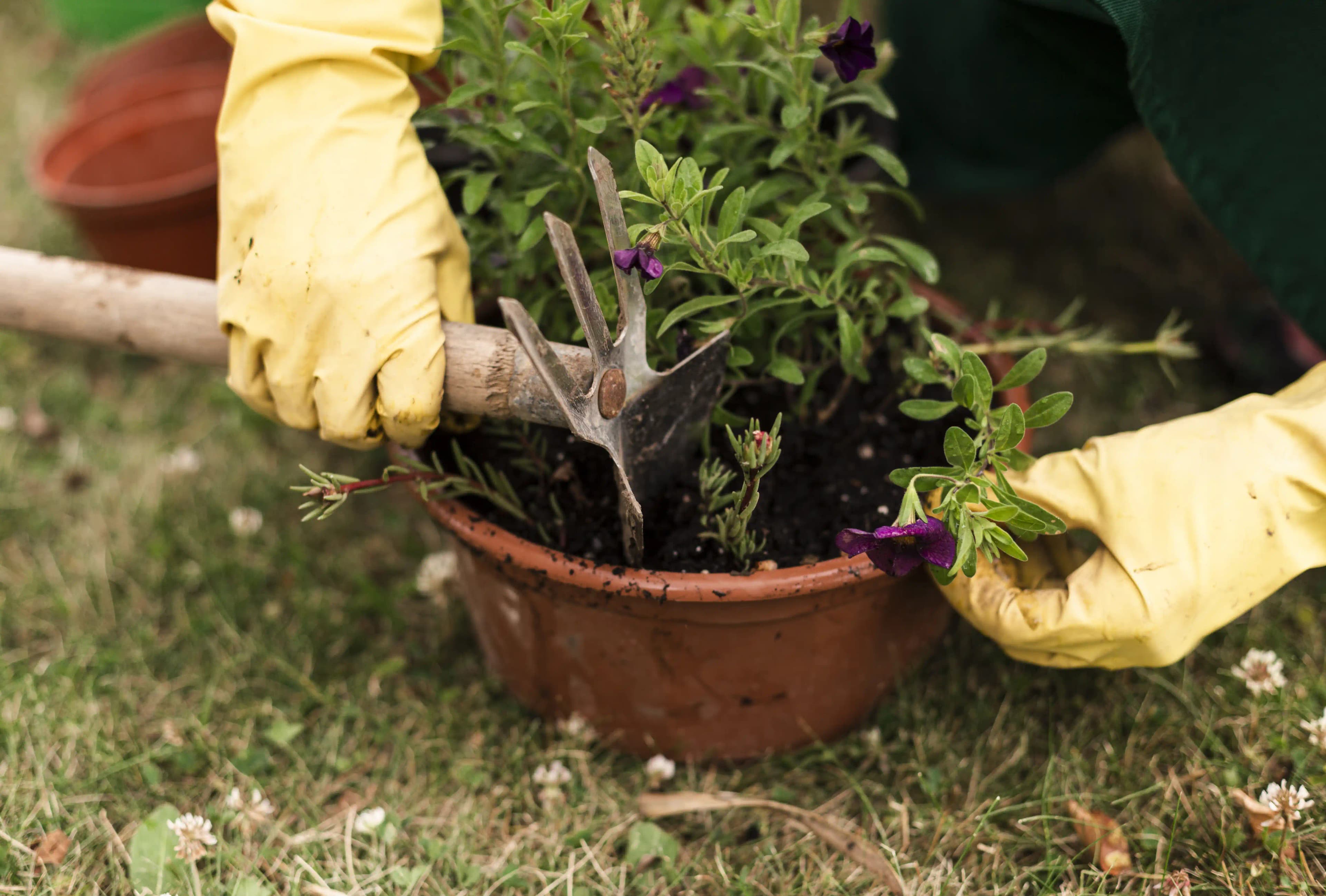 Lion Security Service Gardening Services